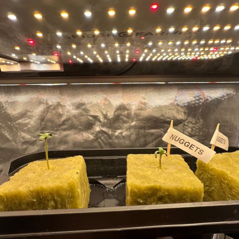Creme De La Chem growlog photo: Growing quickly. This seedling has nearly doubled the height of the Strawberry Nuggets seedling despite it germinating approx 10 hours behind. I’m wondering if it was not getting enough light, causing it to grow tall. 