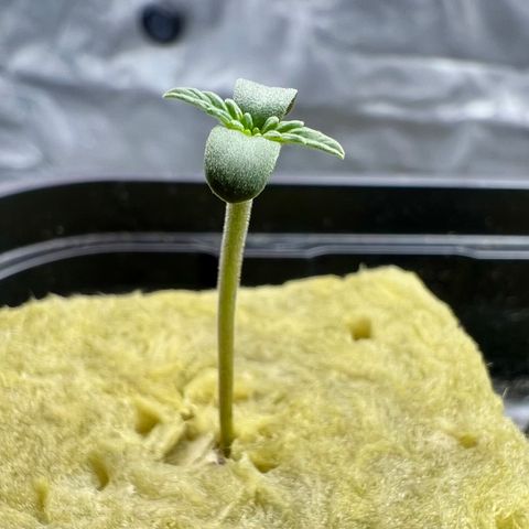 Creme De La Chem growlog photo: Growing quickly. This seedling has nearly doubled the height of the Strawberry Nuggets seedling despite it germinating approx 10 hours behind. I’m wondering if it was not getting enough light, causing it to grow tall. 