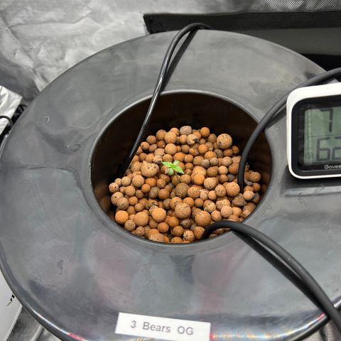 Creme De La Chem growlog timeline photo
