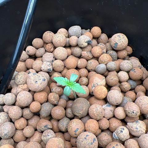Creme De La Chem growlog timeline photo
