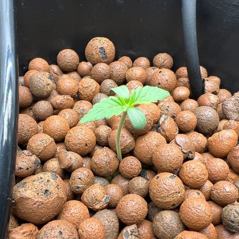 Creme De La Chem growlog photo: Temp: 77
Humidity: 70% - 75%