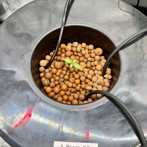 Creme De La Chem growlog photo: Photos taken at 5pm