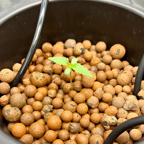 Creme De La Chem growlog photo: Photos taken at 5pm