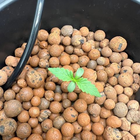 Creme De La Chem growlog photo: Photos taken at 5pm