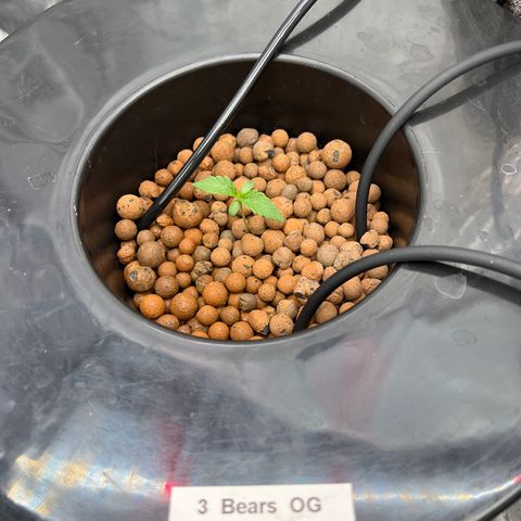 Creme De La Chem growlog photo:  Just switched from 18/6 to 24/0