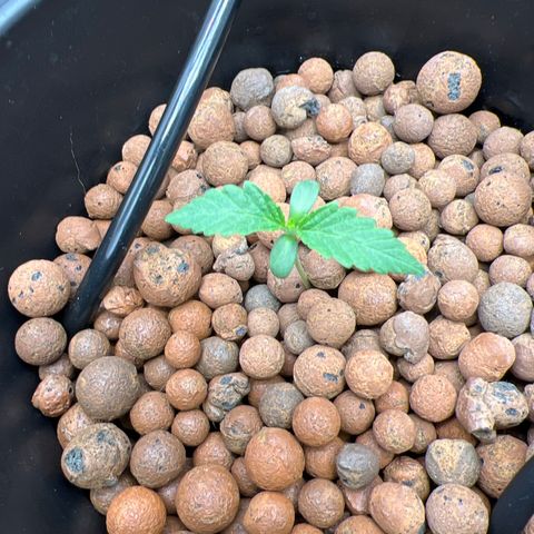 Creme De La Chem growlog photo:  Just switched from 18/6 to 24/0