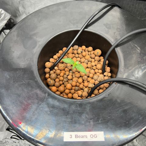 Creme De La Chem growlog photo: Chugging along
