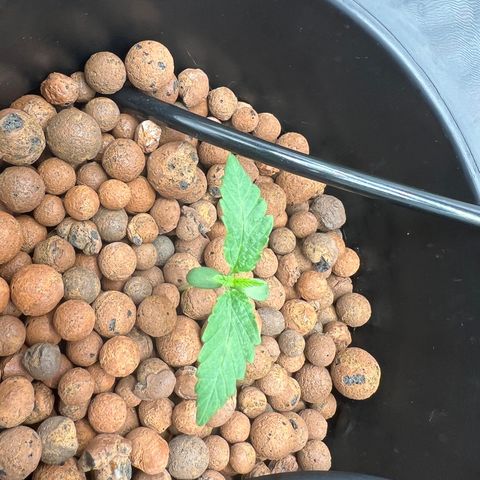 Creme De La Chem growlog photo: Chugging along