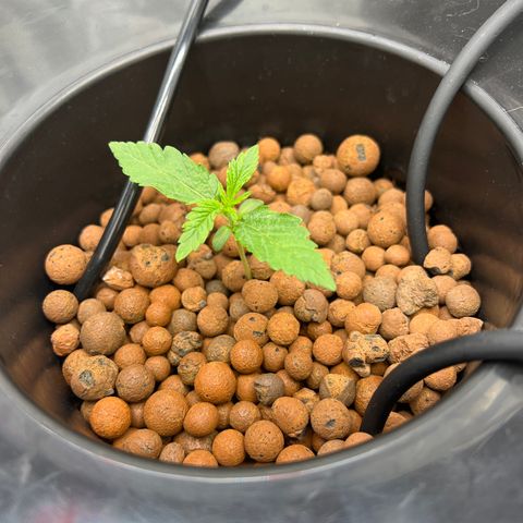 Creme De La Chem growlog photo: VPD .76
PH 6.02