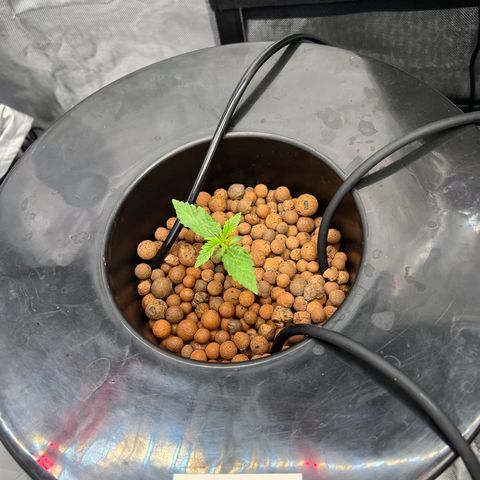 Creme De La Chem growlog photo: VPD .76
PH 6.02