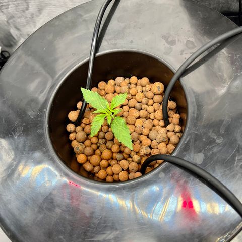 Creme De La Chem growlog photo: VPD day average:  .84
