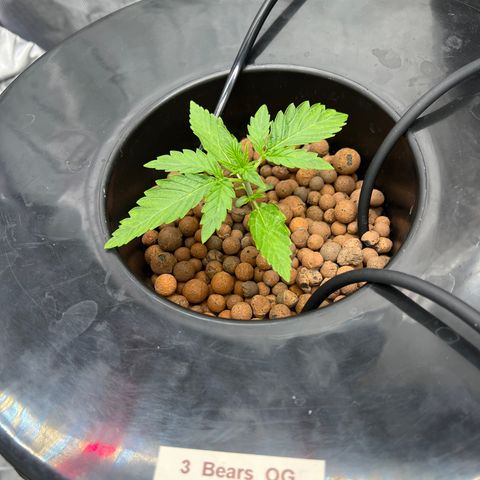Creme De La Chem growlog photo: Everything looks good with the 3 Bears OG. Leaves could be slighter greener but I think we’ll see that with the increased amount of nutrients. 