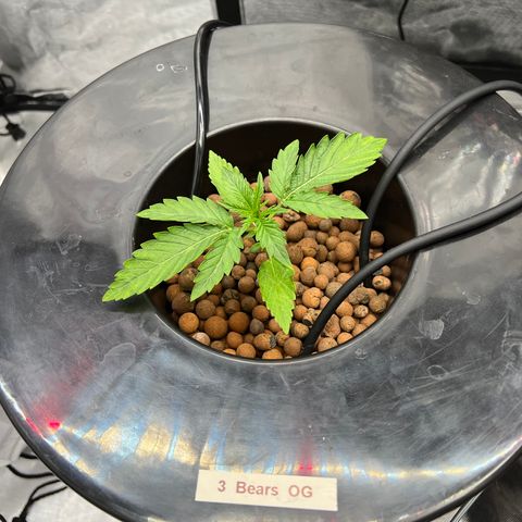 Creme De La Chem growlog photo: 3 Bears OG still chugging along nicely showing no signs of deficiencies. 