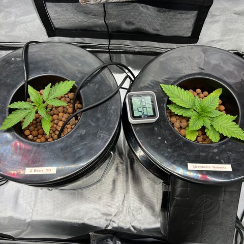Creme De La Chem growlog photo: 3 Bears OG still chugging along nicely showing no signs of deficiencies. 