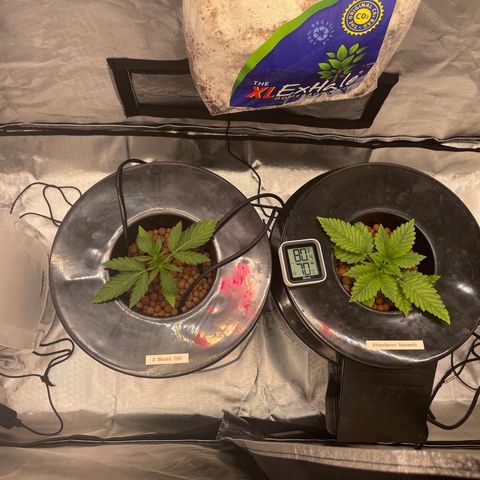 Creme De La Chem growlog timeline photo