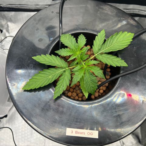 Creme De La Chem growlog timeline photo