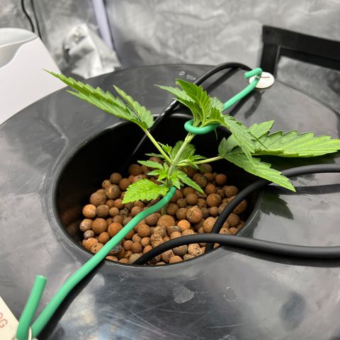 Creme De La Chem growlog photo: LST started today. 