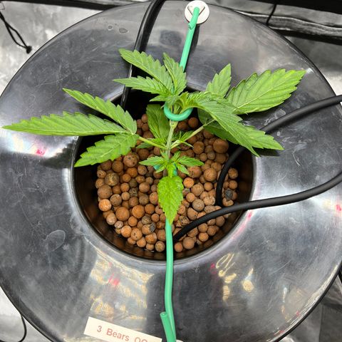 Creme De La Chem growlog photo: LST started today. 