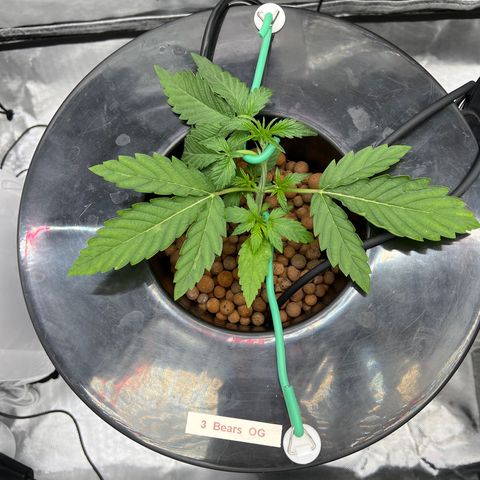 Creme De La Chem growlog photo: Taking to LST very well. I just tucked that upper fan leaf in the top left of the plant to expose the two bud sights below.  Bud sights have shown tremendous growth already since LST started and they are now stretching up towards the canopy. 