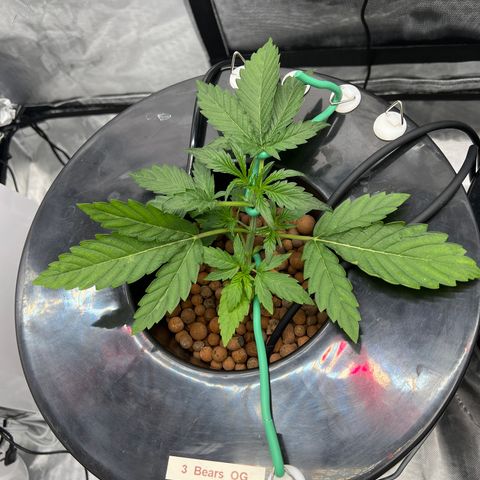 Creme De La Chem growlog photo: Pointing straight up after LST yesterday. 