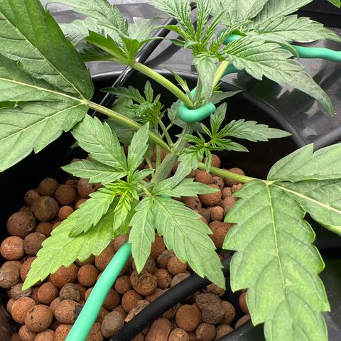 Creme De La Chem growlog photo: Pointing straight up after LST yesterday. 