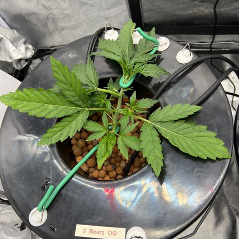 Creme De La Chem growlog photo: Keeping up on LST and Leaf tucking. She’s responding quite well to it. 
And I believe today she is showing her sex. First pistils poking out!