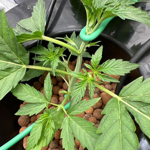 Creme De La Chem growlog photo: Keeping up on LST and Leaf tucking. She’s responding quite well to it. 
And I believe today she is showing her sex. First pistils poking out!