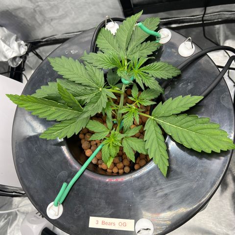 Creme De La Chem growlog timeline photo
