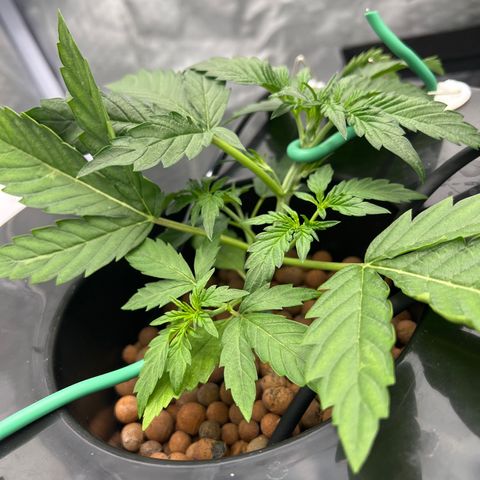Creme De La Chem growlog timeline photo