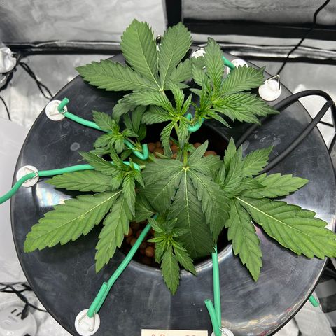 Creme De La Chem growlog photo: More LST 
Shoots are starting to race away. 