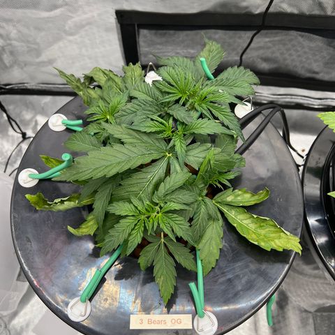 Creme De La Chem growlog photo: Came home to 87F in the tent after work today…. Totally fucked up this plant. Strawberry nuggets did well somehow though. 