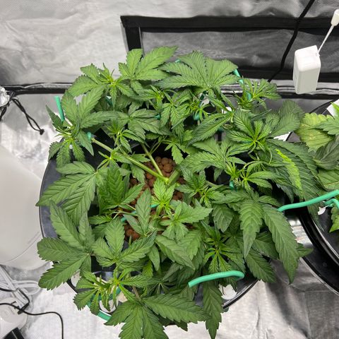 Creme De La Chem growlog photo: Clipped one leaf today. Blocking 4-5 bud sights in the middle. 