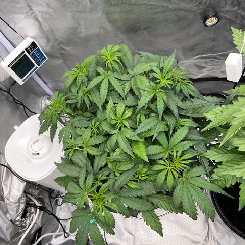 Creme De La Chem growlog timeline photo