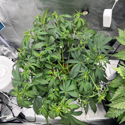 Creme De La Chem growlog timeline photo