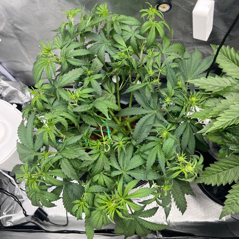 Creme De La Chem growlog timeline photo