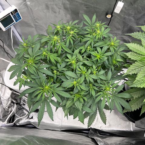 Creme De La Chem growlog timeline photo