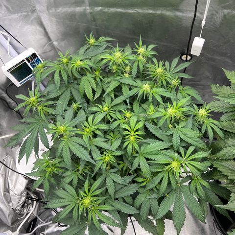 Creme De La Chem growlog timeline photo
