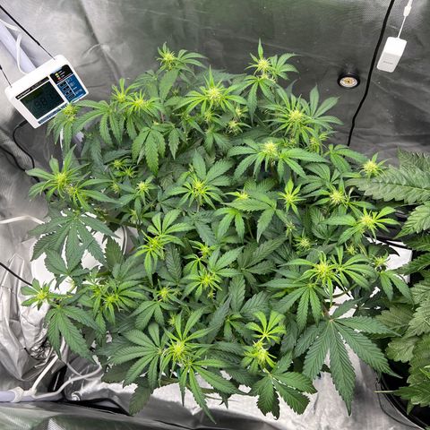 Creme De La Chem growlog photo: Full on flower mode!
