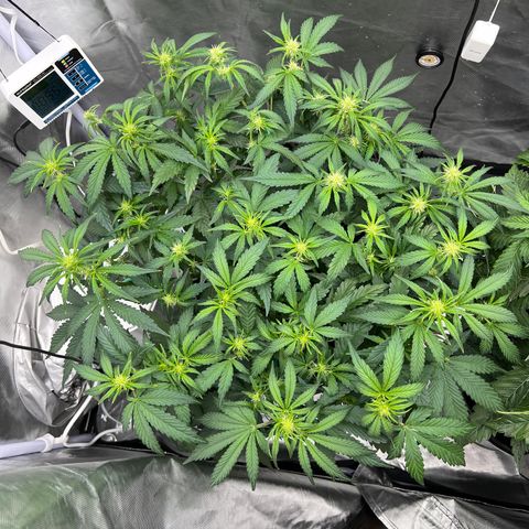 Creme De La Chem growlog timeline photo