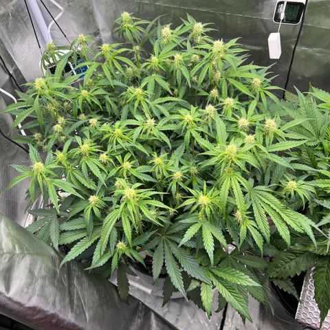Creme De La Chem growlog timeline photo