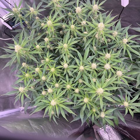 Creme De La Chem growlog timeline photo