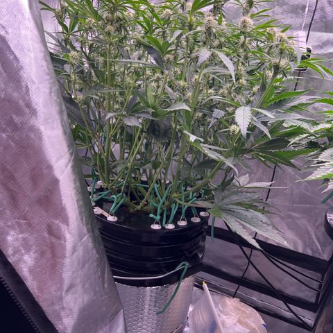 Creme De La Chem growlog timeline photo