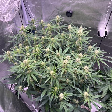 Creme De La Chem growlog timeline photo