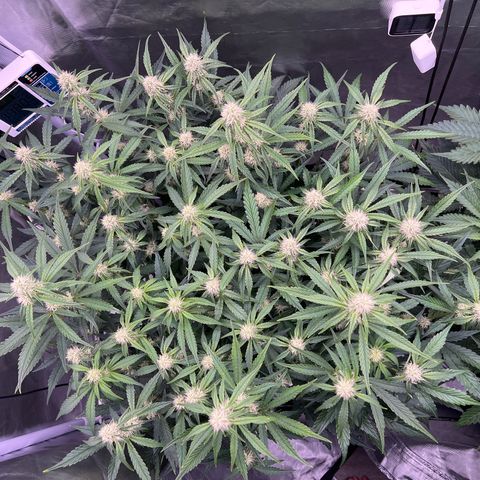Creme De La Chem growlog photo: Red change today. 