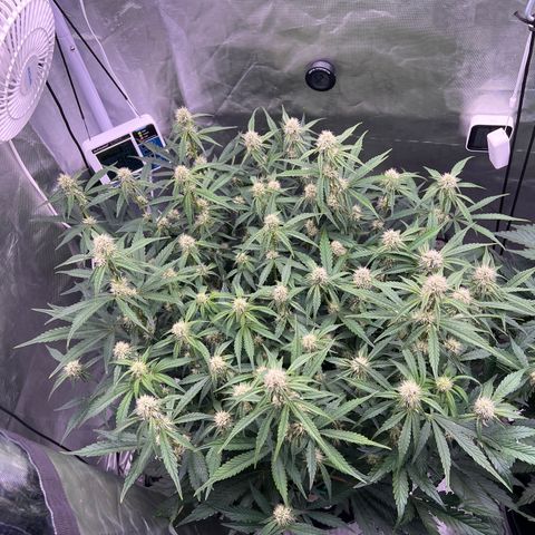 Creme De La Chem growlog timeline photo