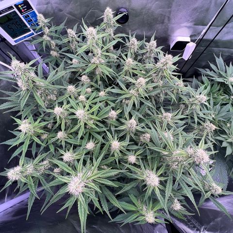 Creme De La Chem growlog timeline photo