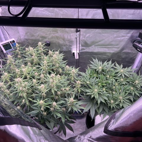 Creme De La Chem growlog timeline photo