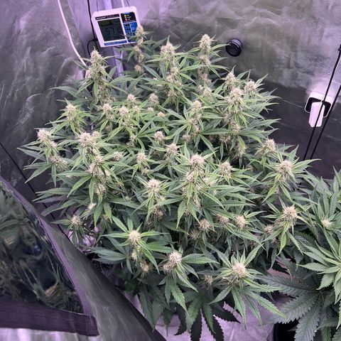 Creme De La Chem growlog timeline photo