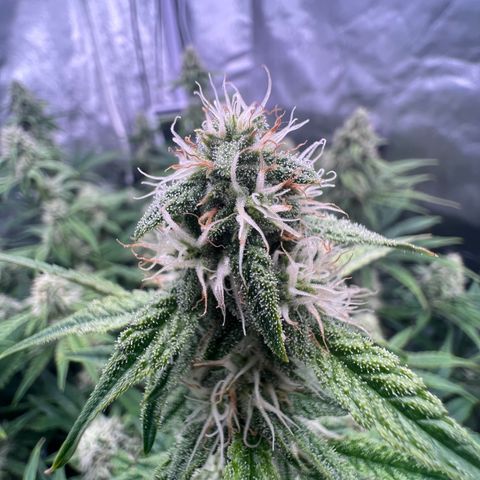 Creme De La Chem growlog photo: The power of LST = 59 tops
Frost is slowly building, but building nonetheless. However, the bud size itself is bulking up quite noticeably. It also grew a penis shaped cola (see photo)
