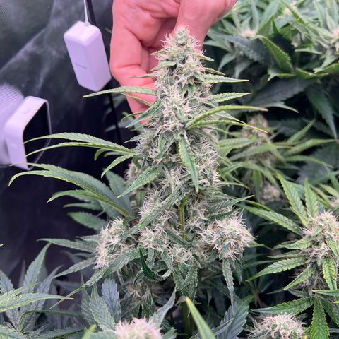 Creme De La Chem growlog photo: The power of LST = 59 tops
Frost is slowly building, but building nonetheless. However, the bud size itself is bulking up quite noticeably. It also grew a penis shaped cola (see photo)
